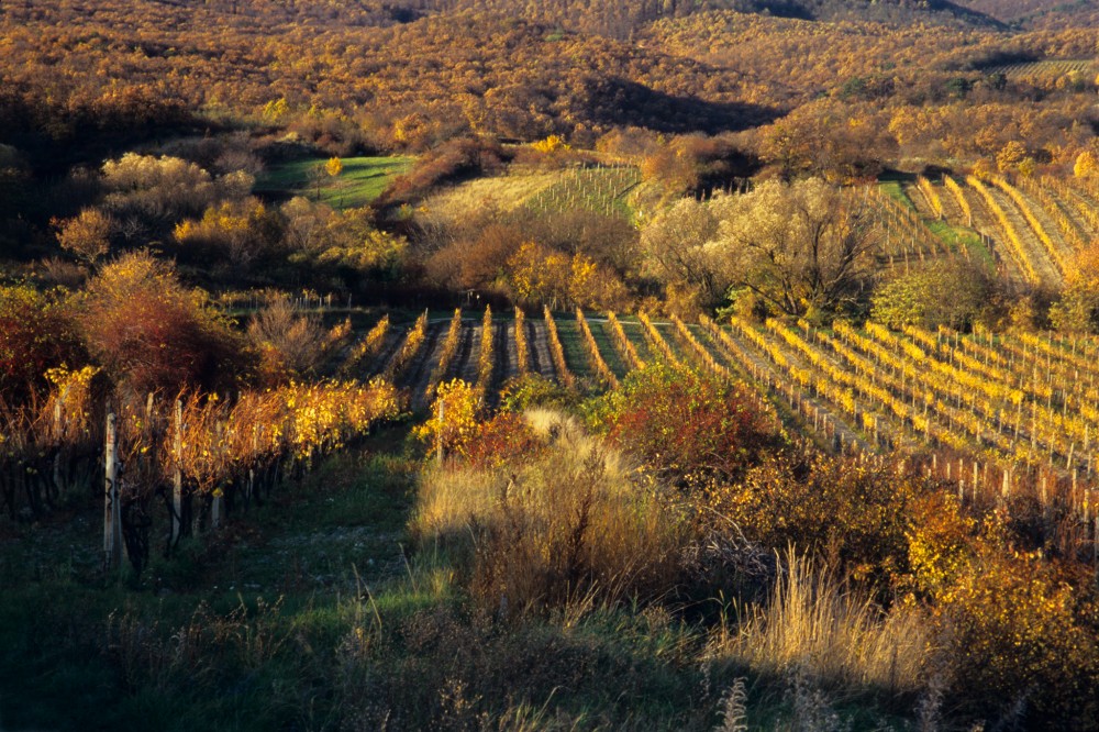 Modranské vinohrady