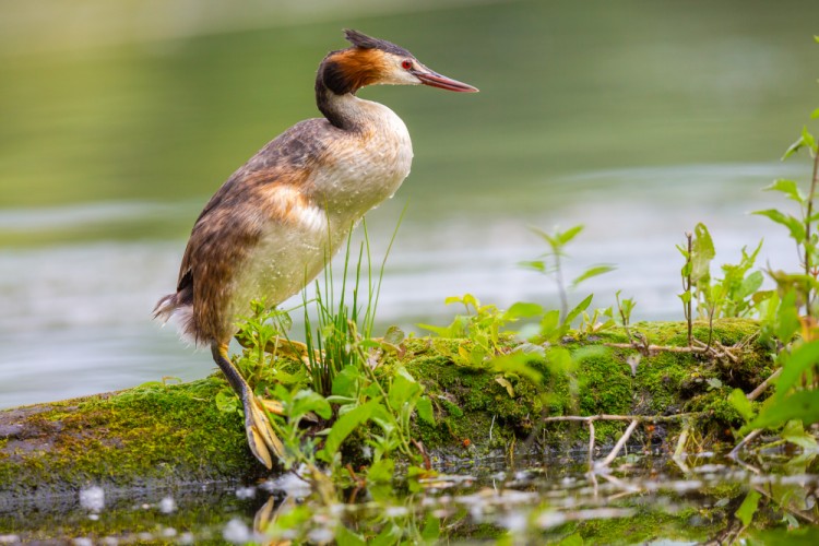 Potápka chochlatá, The great crested grebe (Podiceps cristatus)