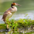 Potápka chochlatá, The great crested grebe (Podiceps cristatus)
