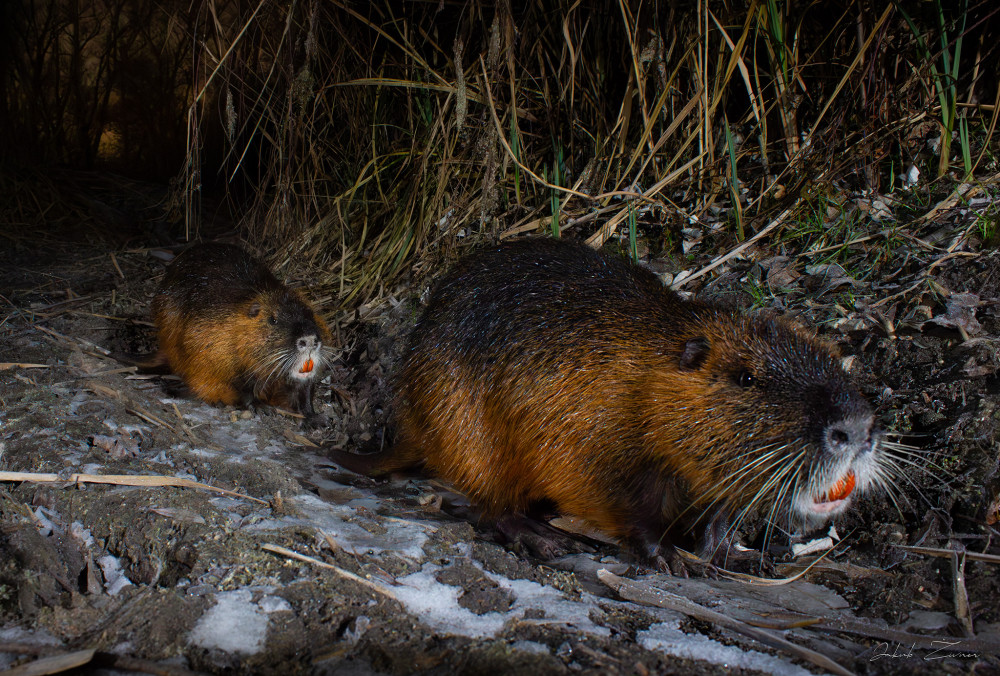 nutria