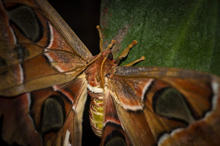 Attacus