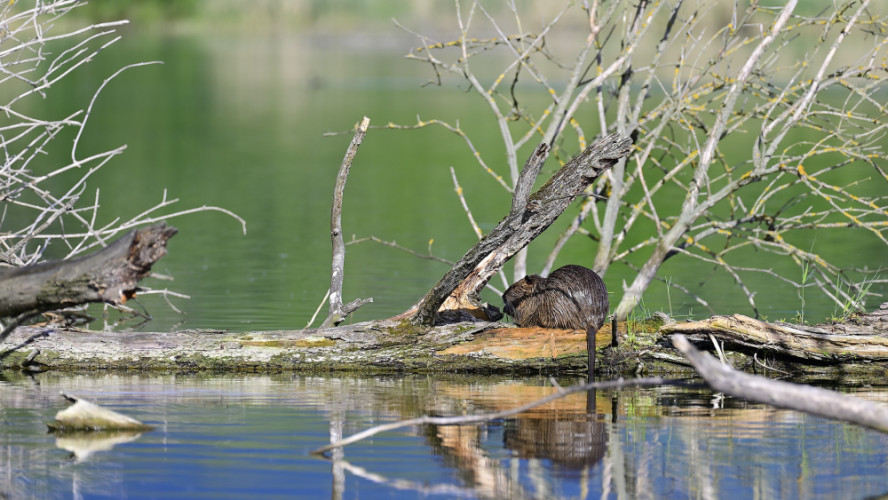 Nutria riečna