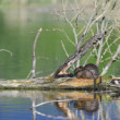 Nutria riečna