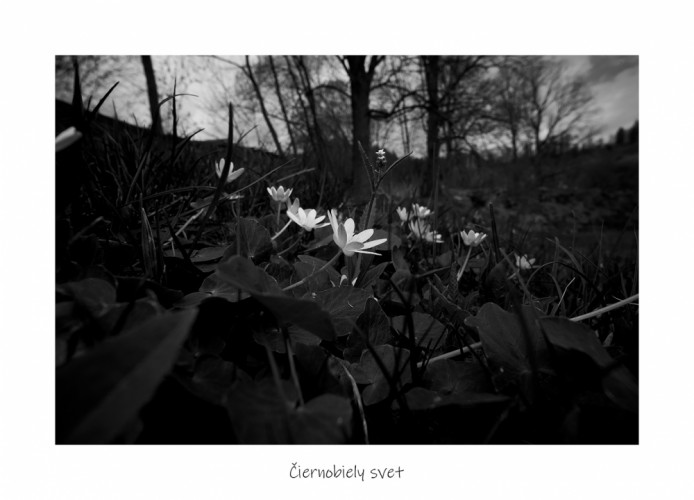 Čiernobiely svet