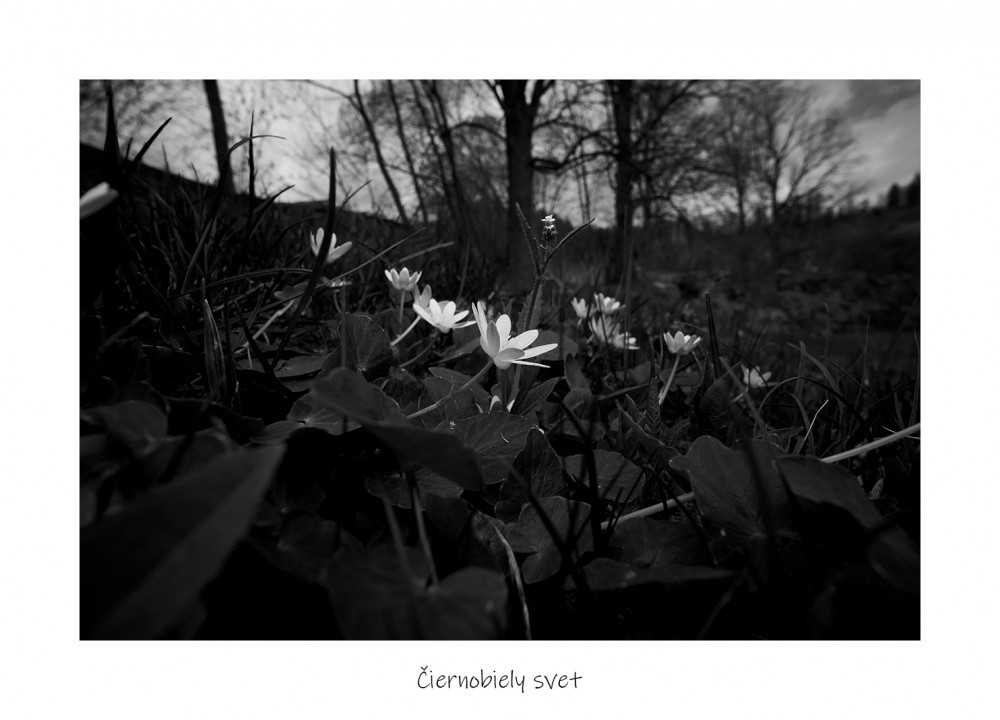Čiernobiely svet