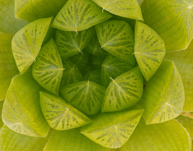 Haworthia cooperi