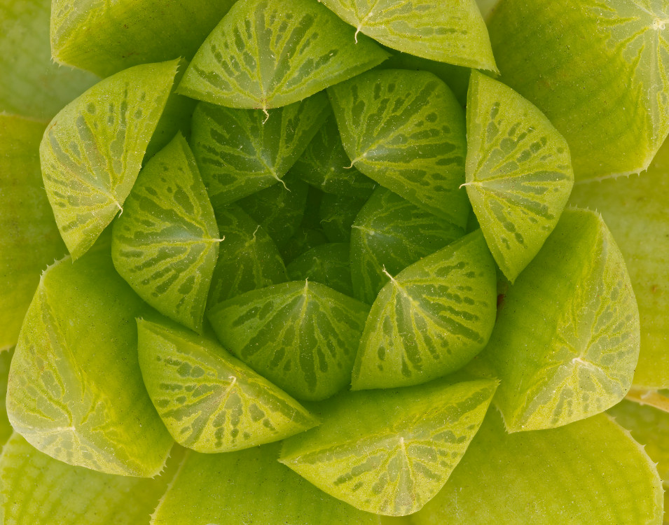 Haworthia cooperi