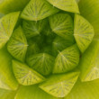 Haworthia cooperi