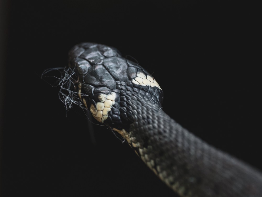 Užovka obojková, The grass snake (Natrix natrix)