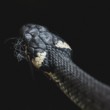 Užovka obojková, The grass snake (Natrix natrix)