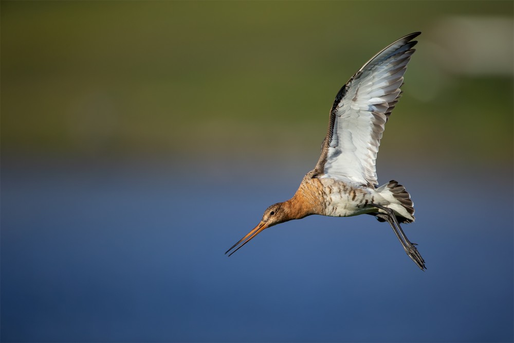 Limosa limosa (brehár čiernochvostý)