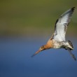 Limosa limosa (brehár čiernochvostý)