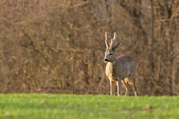 Capreolus capreolus