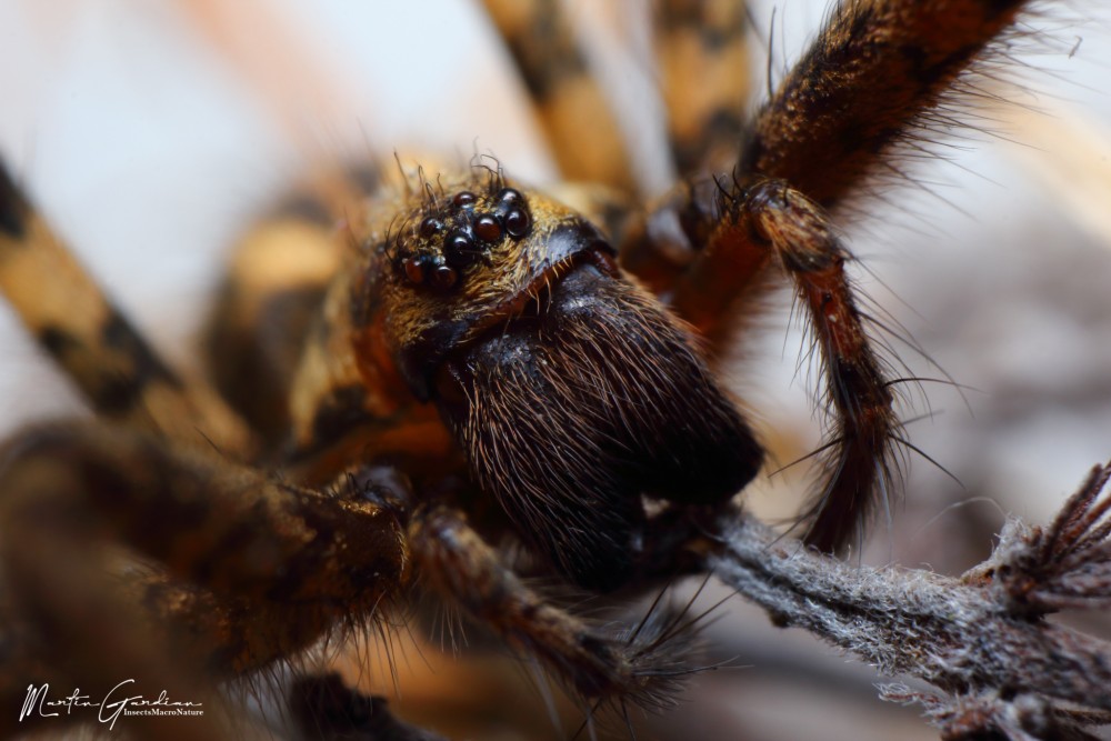 Tegenaria ferruginea