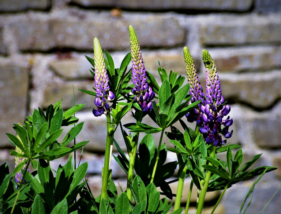 Vlčí bob - lupinus