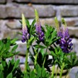 Vlčí bob - lupinus
