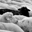 black & white alebo aj čierna ovca