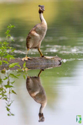 potápka chochlatá, The great crested grebe (Podiceps cristatus)