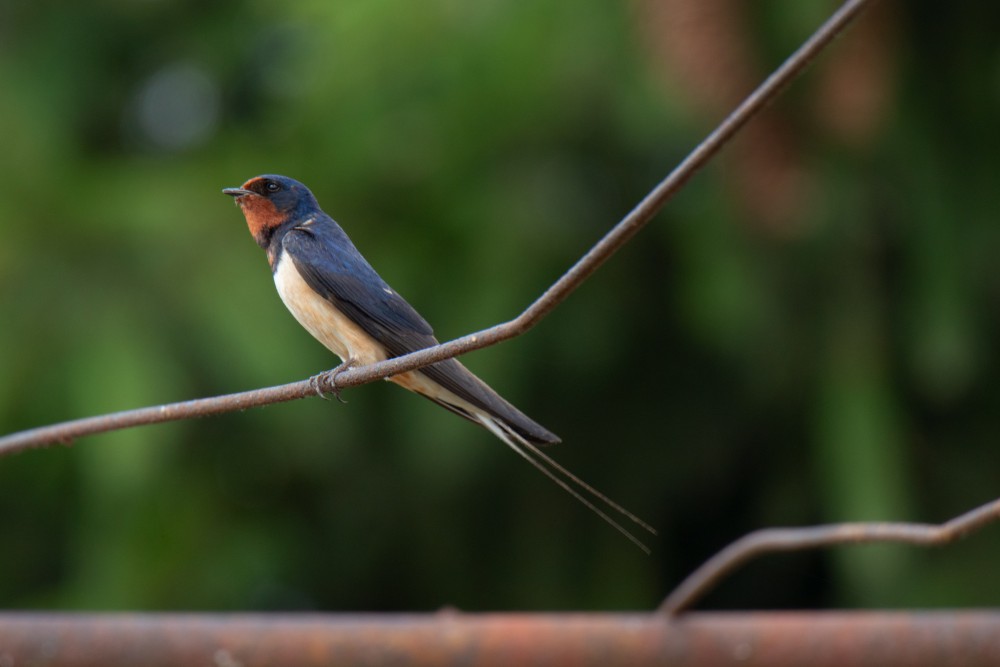 Lastovička obyčajná (Hirundo rustica)