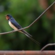 Lastovička obyčajná (Hirundo rustica)