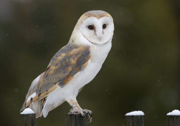 Tyto alba