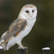 Tyto alba