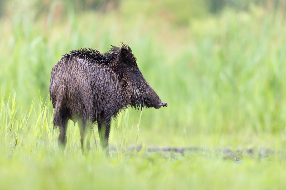 Diviak lesný, The wild boar (Sus scrofa)