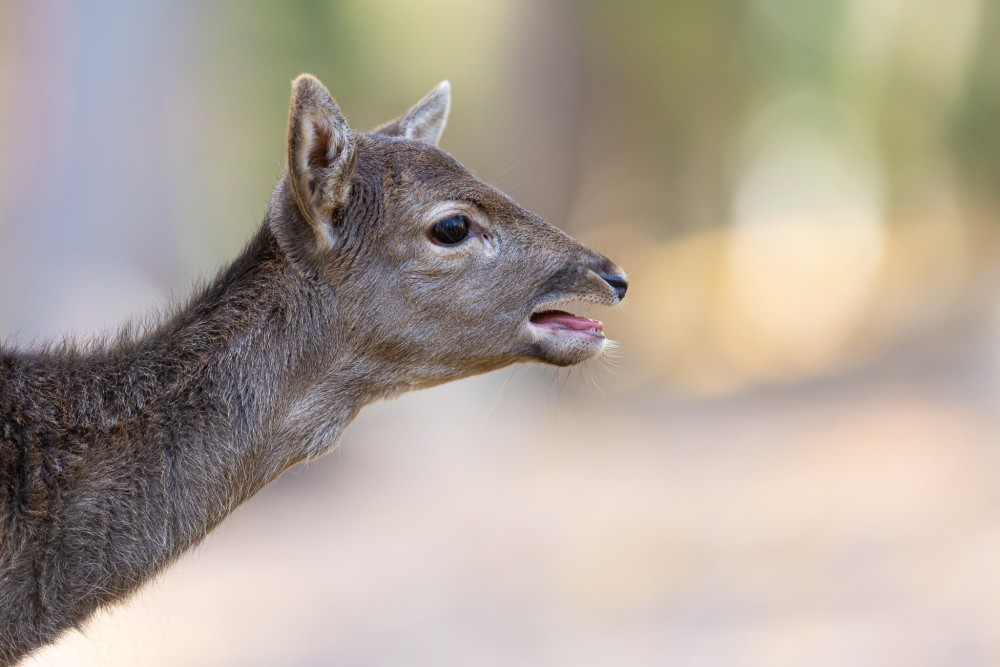 Daniel škvrnitý, Fallow deer (Dama dama)