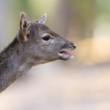 Daniel škvrnitý, Fallow deer (Dama dama)