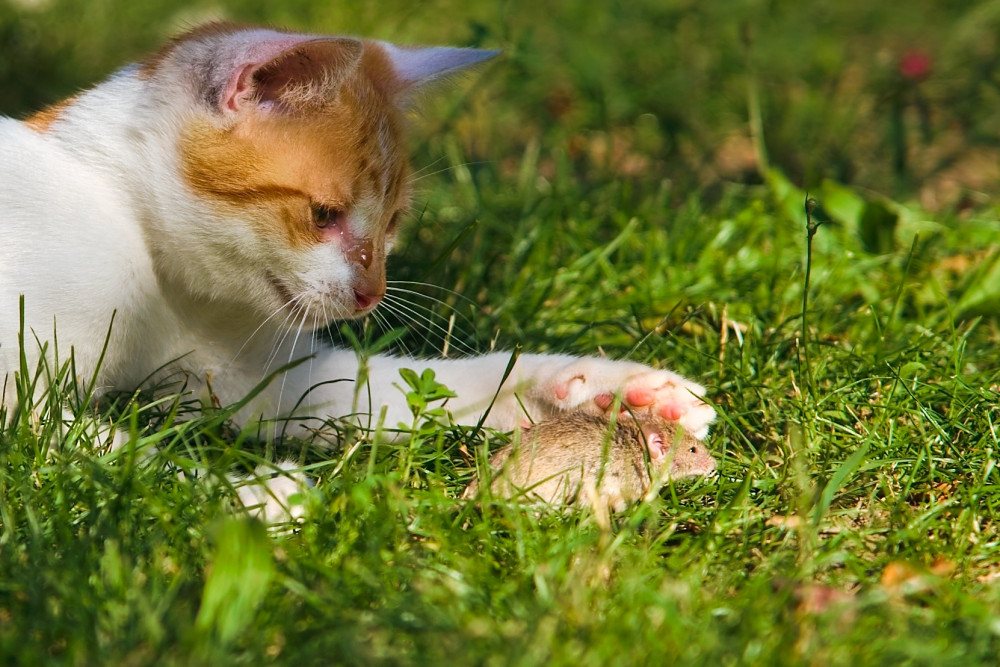 Tom and Jerry