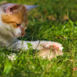 Tom and Jerry