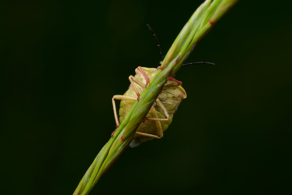 šplhač