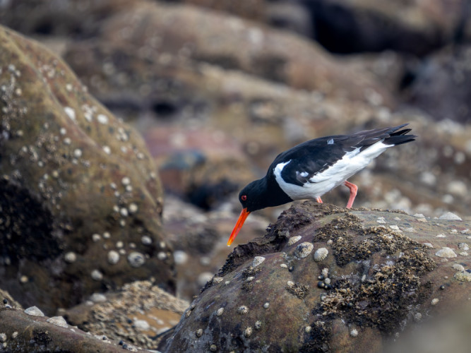 Haematopus ostralegus