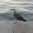 Jonathan Livingston po západe slnka