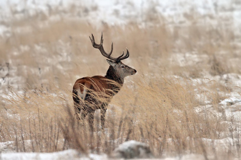 Jelen lesní (Cervus elaphus),