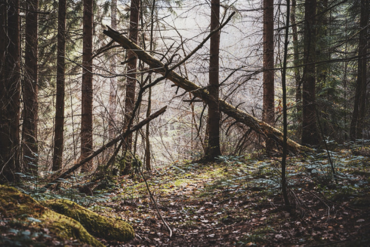 Zlomenosť v prírode