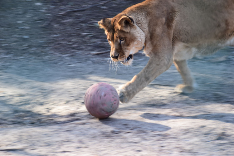 futbalistka