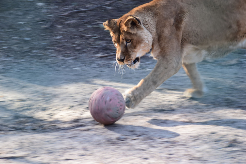 futbalistka