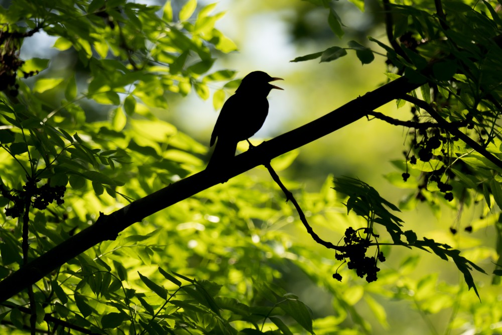 drozd čierny (Turdus merula)