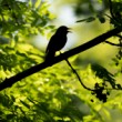 drozd čierny (Turdus merula)