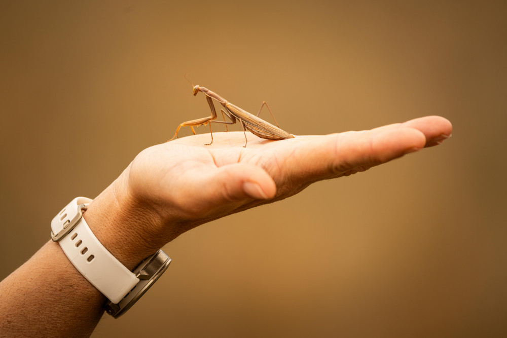 Mantis religiosa