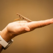 Mantis religiosa