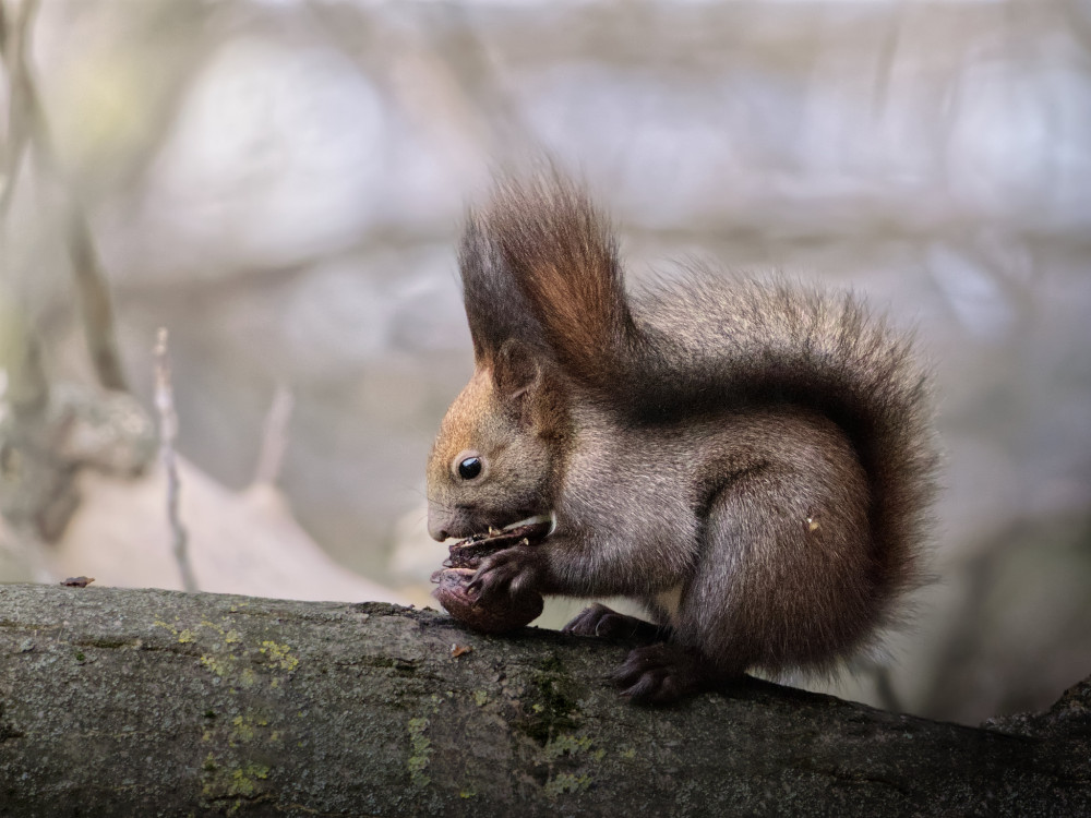 Veverica čierno-červená verzia