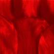 Lupienky tulipánov