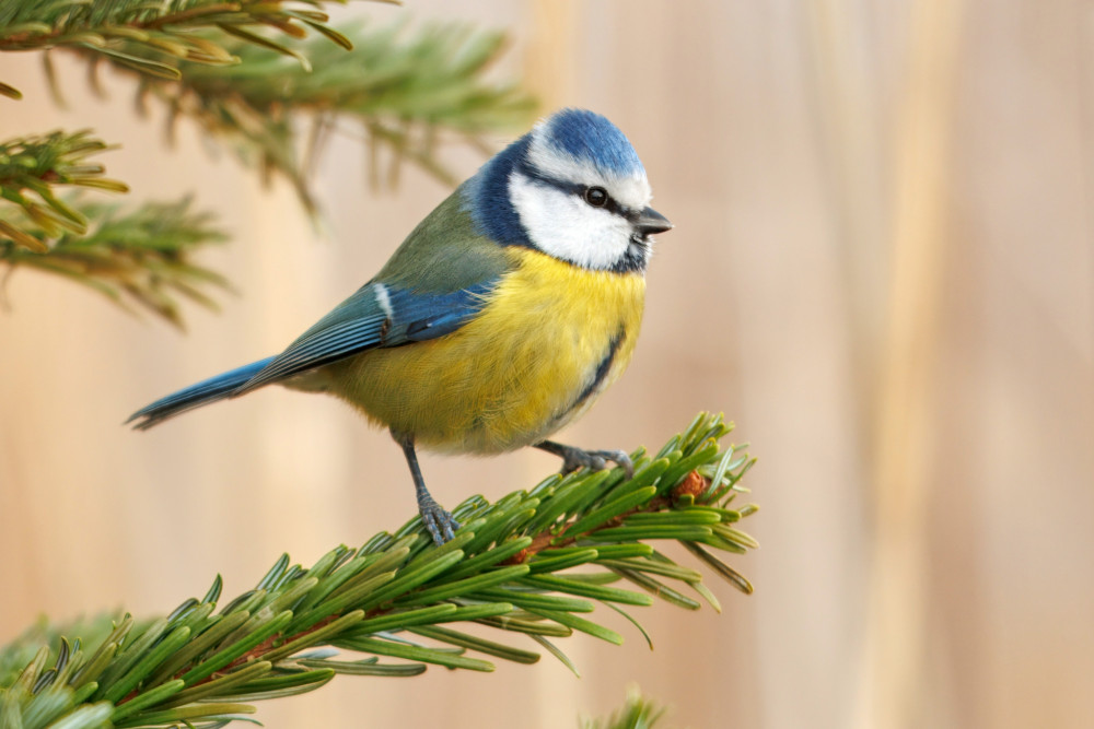Sýkorka belasá.....