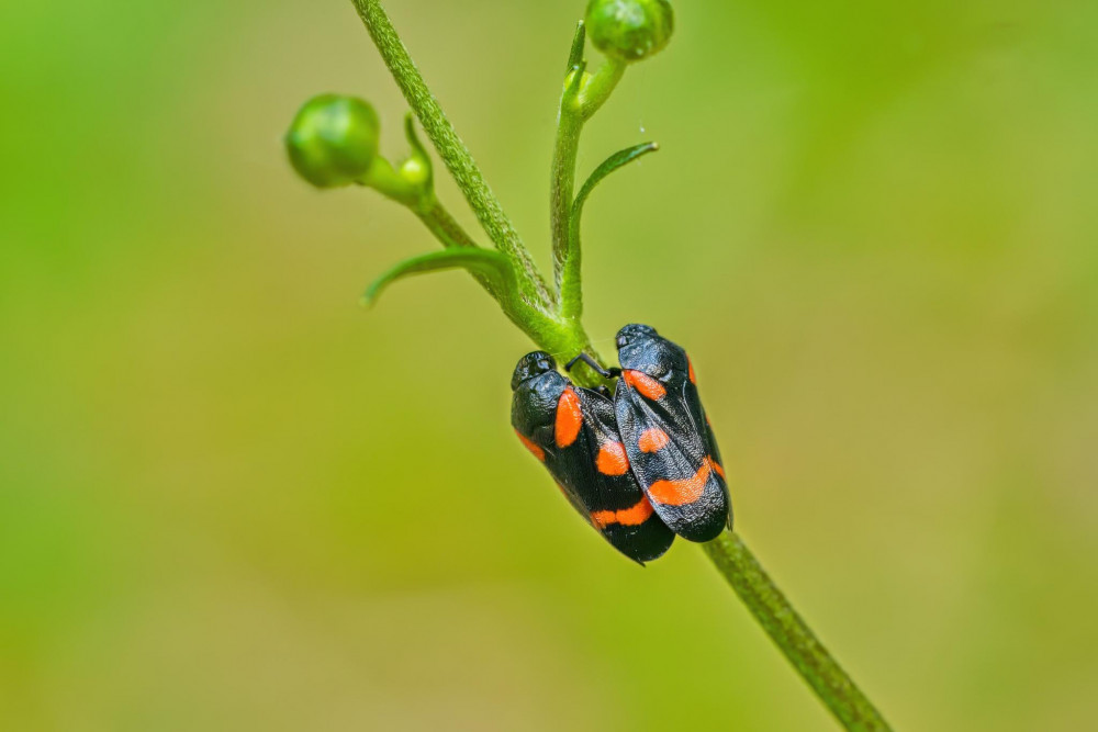 Spolu