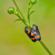 Spolu
