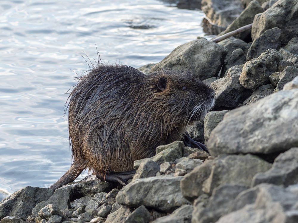 Nutria riečna