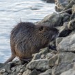 Nutria riečna