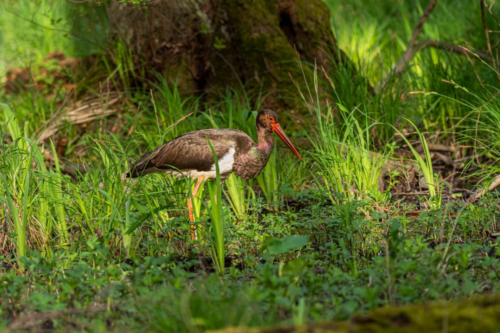 bocian čierny, The black stork (Ciconia nigra)